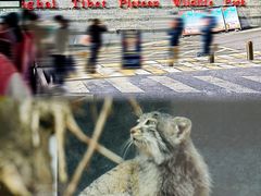 -青藏高原野生动物园