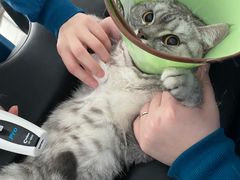 -嘉馨宠物医院·CT影像转诊·心脏科·犬猫全科诊疗中心(下沙大学城院区)