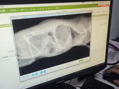 -特一安24小时宠物医院·骨科·中兽医