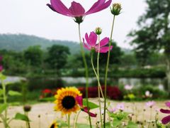 -丹樱生态园