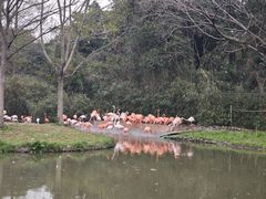 -上海野生动物园