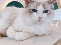 -飞行喵MR PILOT|猫舍·猫咖(静安大融城店)
