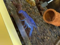 -上海大自然野生昆虫馆(东方明珠·爬宠昆虫探索中心)