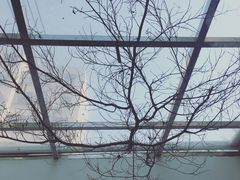 -素咫咖啡CLIFEROSE