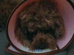 -pd派德宠物中心医院24H急重症·眼科中心·血液透析中心(嵩山北路店)