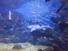 -烟台海昌鲸鲨海洋公园