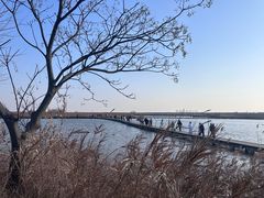 -盐城丹顶鹤湿地生态旅游区