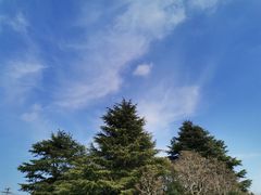 -上海佘山国家森林公园天马山园