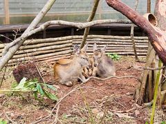 -普洱太阳河森林公园