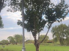 -漕湖湿地公园