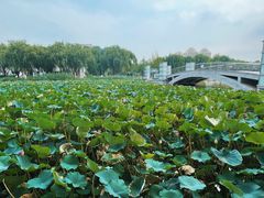 -廊坊文化艺术中心