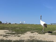 -盐城丹顶鹤湿地生态旅游区