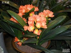 -双季花艺园艺市场(浦东店)