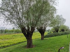 -汉长安城未央宫国家考古遗址公园