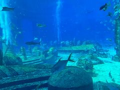 -亚特兰蒂斯•OSSIANO奥西亚诺海底餐厅