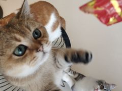 -飞行喵MR PILOT|猫舍·猫咖(静安大融城店)