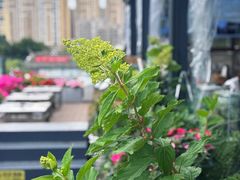 -野菌皇海景野生菌火锅(滨海大道店)