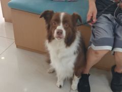 -美联众合动物医院·24h京西诊疗中心