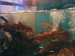 -鱼酷活鱼烤鱼(静安大融城店)
