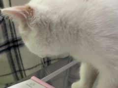 -汪喵宠物医院·骨科心脏影像·犬猫急重症ICU诊疗中心(成华分院)