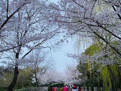 -贡湖湾湿地公园