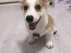 -翊宠yipet猫狗购宠庄园犬舍•猫舍