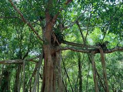 -中国科学院西双版纳热带植物园