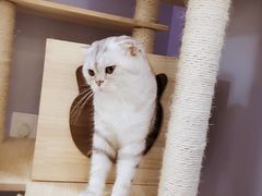 -喵的天空名猫咖啡馆·撸猫·猫舍·用品