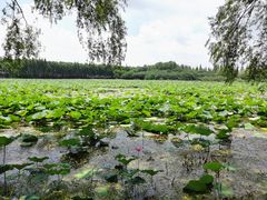 -洪湖生态旅游区