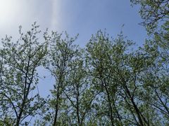 -合肥滨湖国家森林公园