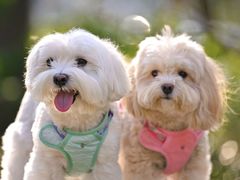 -上海神旺大酒店