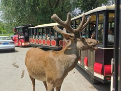 -北京野生动物园