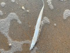 -日照灯塔风景区