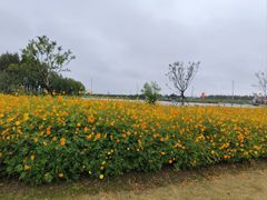 -杭州湾海上花田景区