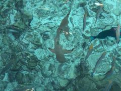 -中央格兰德岛温泉度假酒店 - 全包