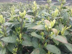 加顺土特产（溧阳板栗合作社）-加顺农场餐厅