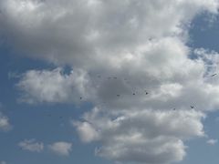 -深圳野生动物园