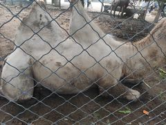 -长白岛森林公园