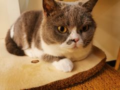 -滚猫咖啡·猫咖·猫友好撸猫(未来城店)