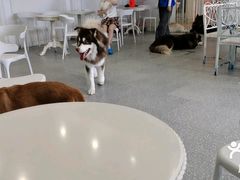 -Let's go狗咖·猫咖·奶狗·桌游(春熙路IFS店)