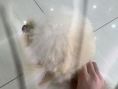 -全心全意连锁动物医院·微创中心·内科急重症·心脏专科(丰管路店)