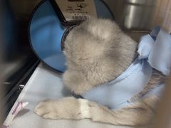 -米苏动物医院·犬猫专科·骨科外科内窥镜