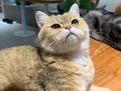 -Cappucimeow猫咪咖啡馆(韦伯时代店)