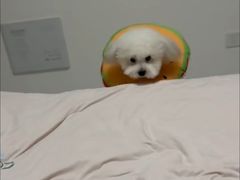 -心仪动物医院·牙专科·肿瘤·心脏科(西客站院)