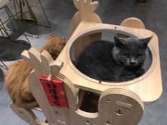 -飞行喵MR PILOT|猫舍·猫咖(静安大融城店)