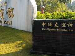 -中缅友谊树