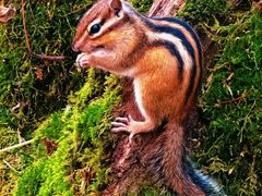 -五营红松林海景区