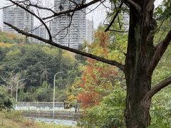 -重庆彩云湖湿地公园