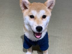 -逗柴咖啡屋·狗咖猫咖宠物桌游