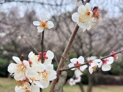 -香雪海